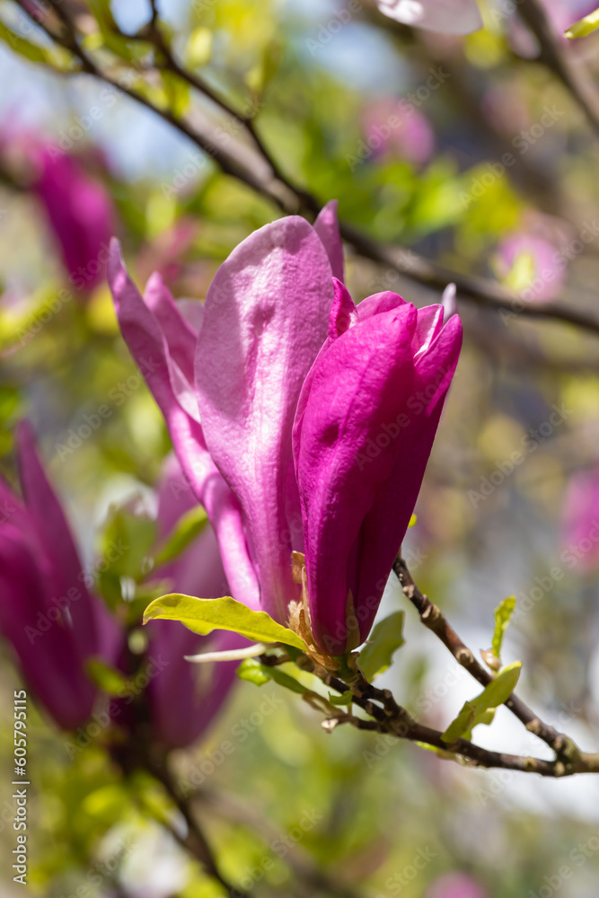 In April, the magnolia blooms in the garden. Magnolia liliiflora is a small tree or shrub native to Germany. In April, the magnolia blooms in the garden. Magnolia liliiflora is a small tree or shrub native to Germany.