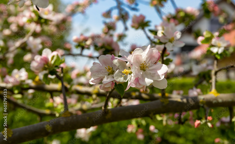 Blossoming branches of an apple tree in the home garden against. Blossoming branches of an apple tree in the home garden against.