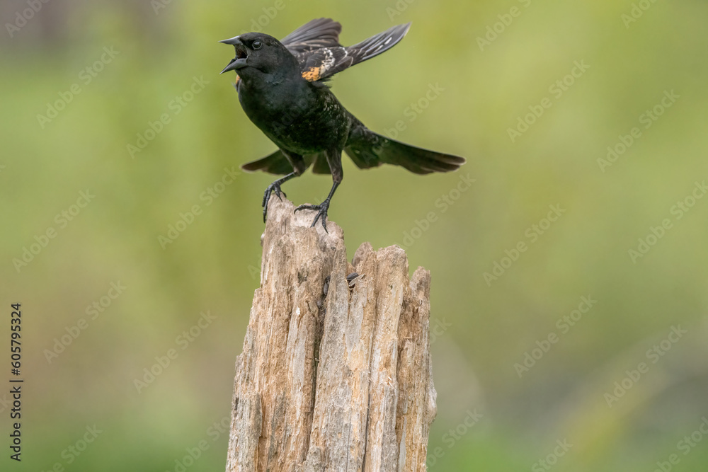 Fototapeta premium Red Winged Blackbird in flight off a post