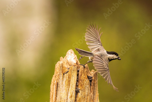 Chickadee in flight off a post
