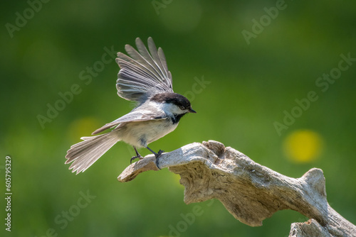 Chickadee ready to fly on driftwood photo