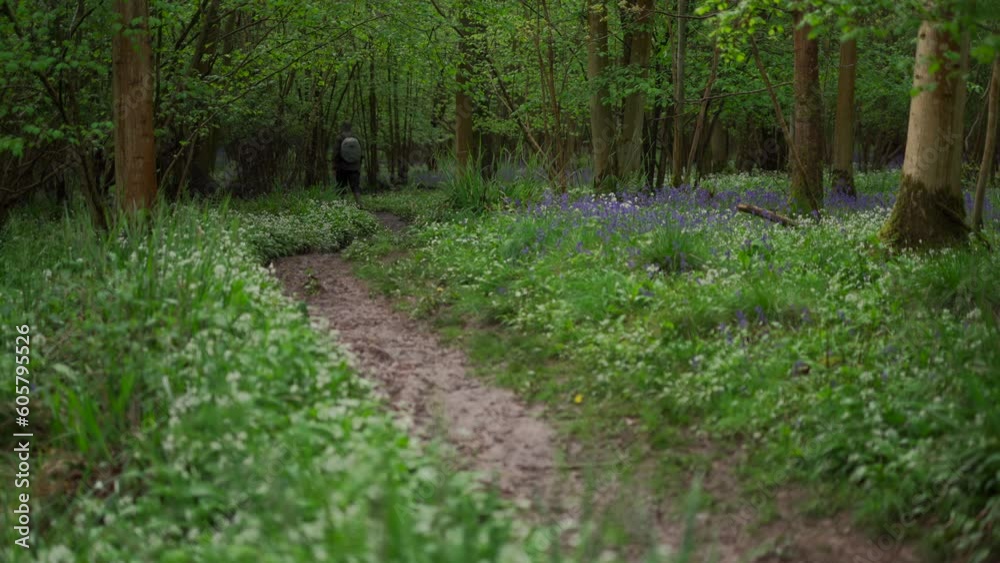 A person walking through a woodland between bluebells and wild garlic A person walking through a woodland between bluebells and wild garlic