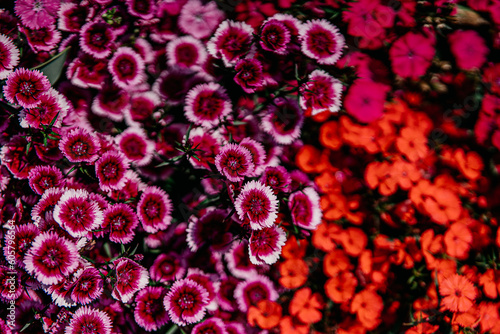 Fototapeta Naklejka Na Ścianę i Meble -  red and pink flowers
