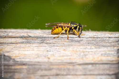 a wasp gathering some wood fibers. Macrophoto © Herbert