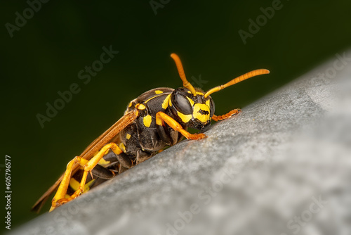 close up view of  European paper wasp - Polistes dominulus, syn. P. gallicus, Vespa dominula. Macrophotography © Herbert