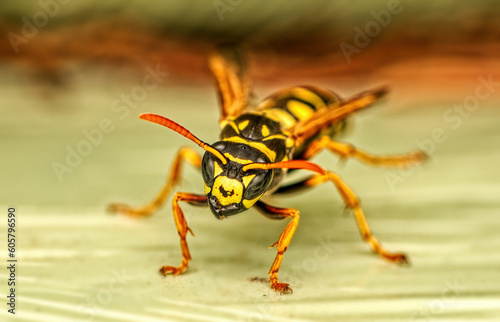 close up view of European paper wasp - Polistes dominulus, syn. P. gallicus, Vespa dominula. Macrophotography