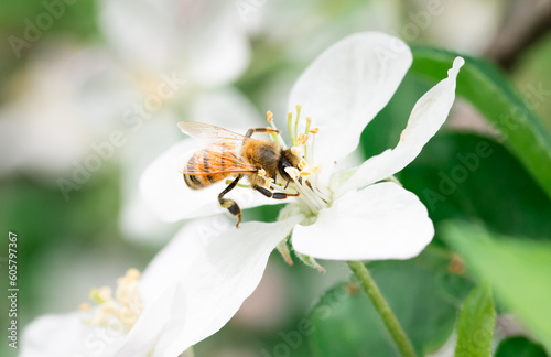 Honey bee foraging on a white apple blossom 