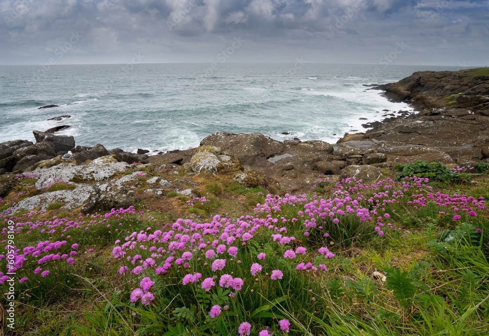 Oregon coast scene near Depoe Bay with sea thrift in forground. Variously called armeria maritima, the thrift, sea thrift or sea pink, it is a species of flowering plant in the family Plumbaginaceae.