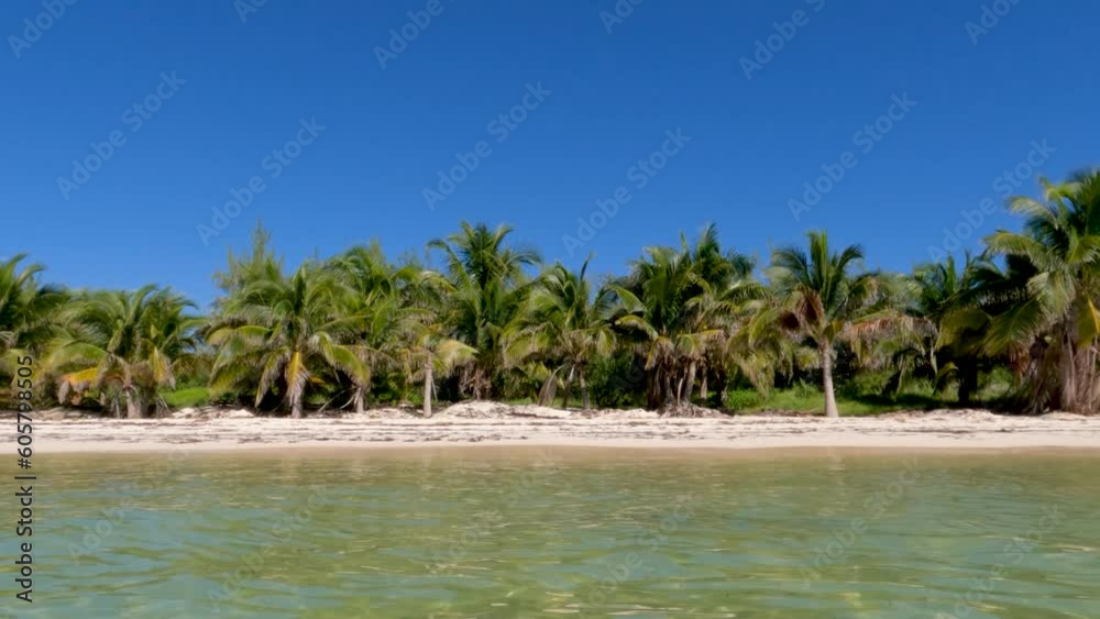 Tropical beach shoreline with palm trees and ocean waves lapping against the golden sand Tropical beach shoreline with palm trees and ocean waves lapping against the golden sand