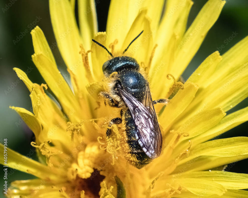 Close up of a tiny metallic blue female Osmia Mason Bee pollinating and feeding on a vibrant yellow dandelion flower. Posterior view. Long Island, New York, USA. Close up of a tiny metallic blue female Osmia Mason Bee pollinating and feeding on a vibrant yellow dandelion flower. Posterior view. Long Island, New York, USA.