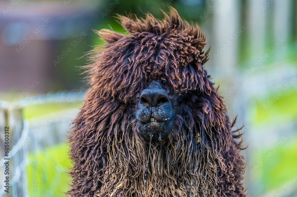 A view of a dark brown Alpaca having a drink near Melton Mowbray in Summertime A view of a dark brown Alpaca having a drink near Melton Mowbray in Summertime