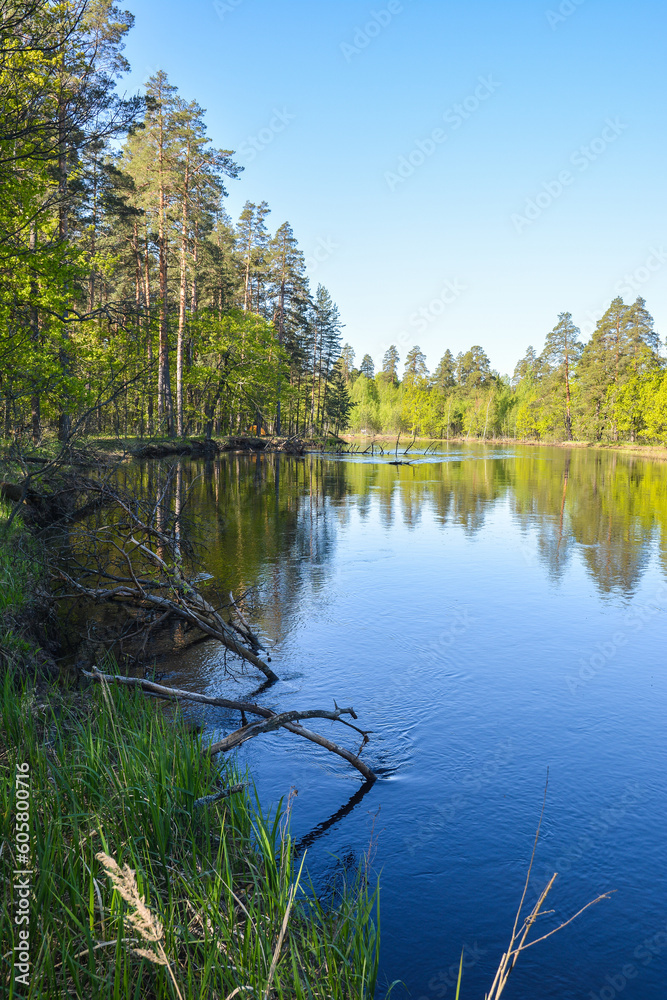 On the forest river in the Meshchersky National Park.