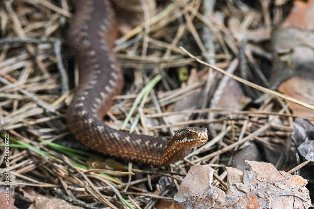 Fototapeta premium A viper in the wild.