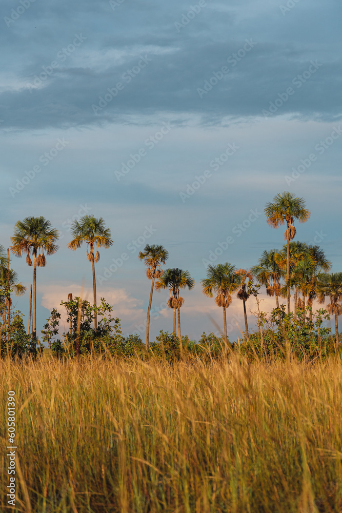 Buriti de Roraima