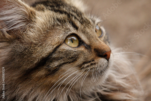 Portrait of a fluffy whiskered cat kitten
