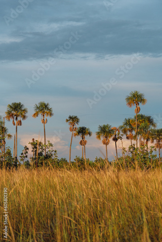 Buriti de Roraima