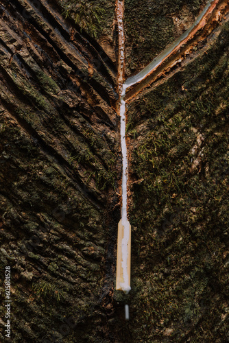 Seringueira