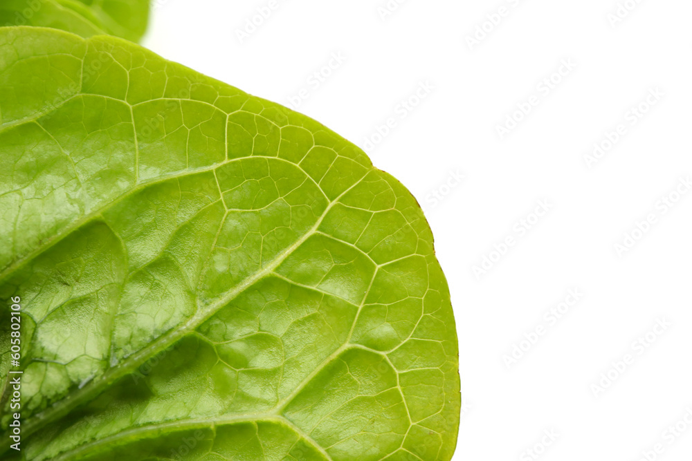 Fototapeta premium green lettuce leaf with water drops
