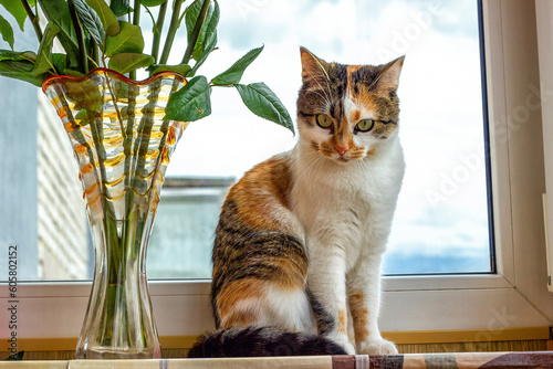 Foto Young calico cat sits on windowsill near floral bouquet, front view