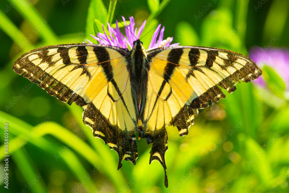 Naklejka premium Tiger swallowtail foraging on a spotted knapweed flower, New Hampshire.