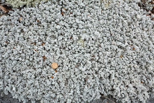 Stereocaulon, a fruticose lichen, on granite in Wilmot, New Hampshire. photo