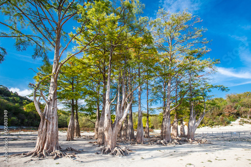 Water cypresses with roots at the bottom of a dried-up lake in a mountainous area photo