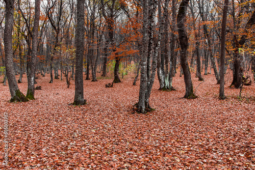 Fallen red leaves on ground in autumn forest in cloudy weather, stumps
