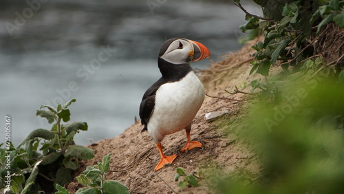 Skomer Island Puffin on a cloudy day