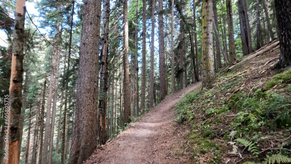 Obraz premium wild green woods in mountains - backpacking ground trail - photo of nature