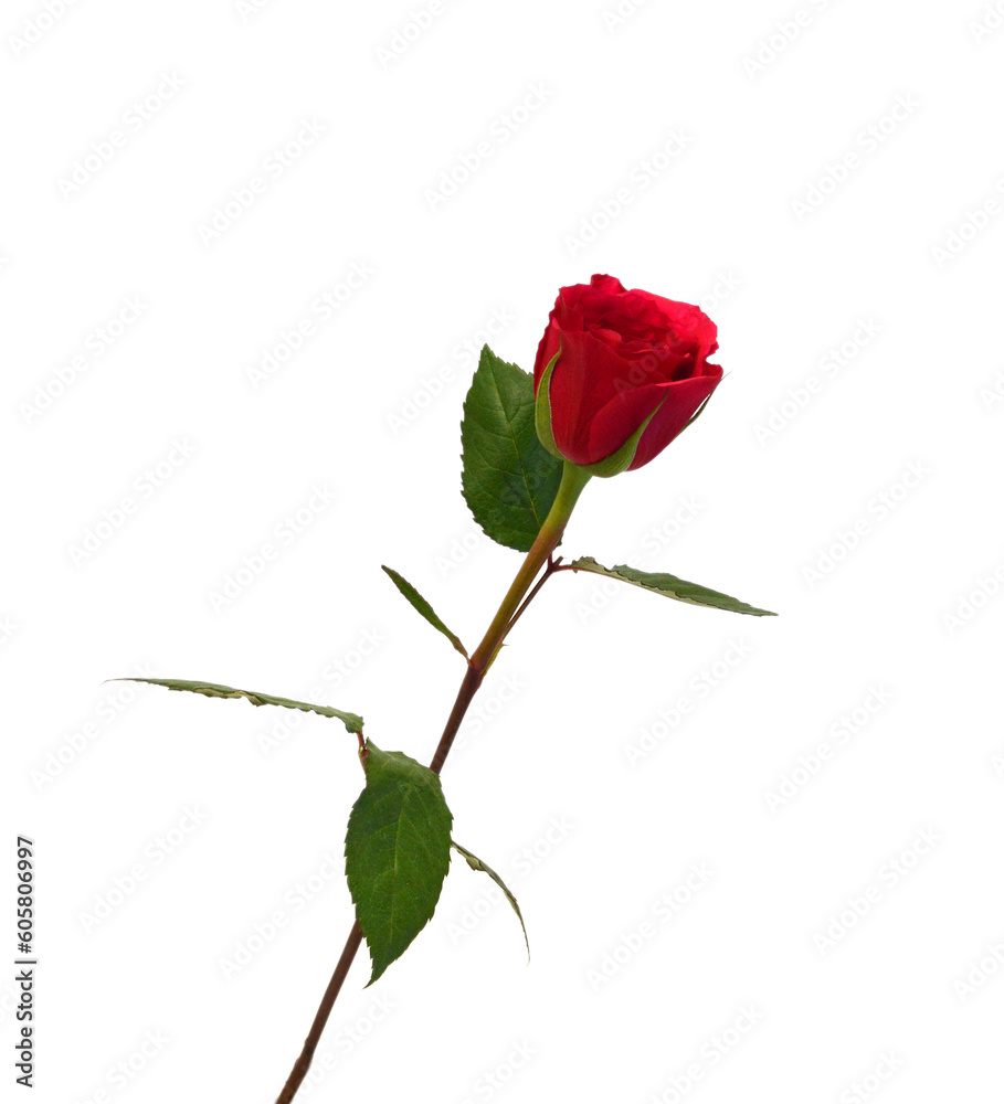 Fototapeta premium Red rose isolated on white background 