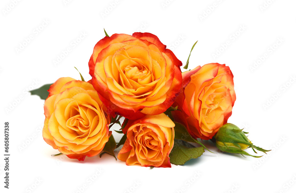 Fototapeta premium Red rose isolated on white background 