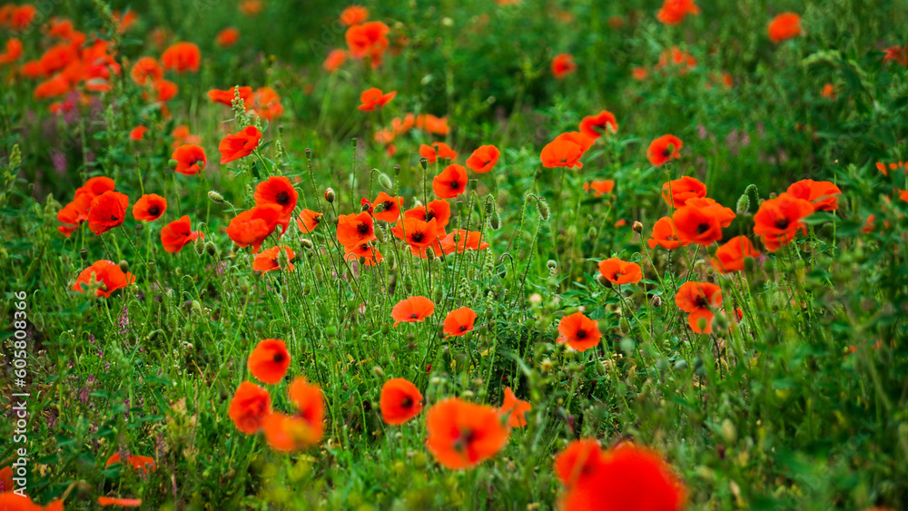 Fototapeta premium Poppies in a poppy field