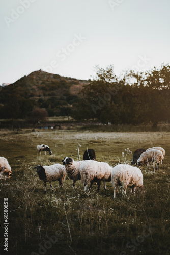 flock of sheep (ID: 605808518)