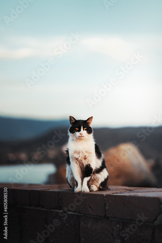 Cat on the beach (ID: 605808530)