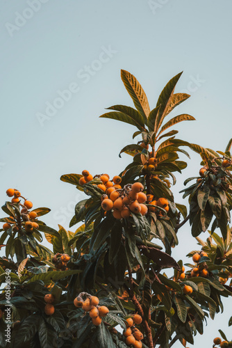 orange fruit tree (ID: 605808549)