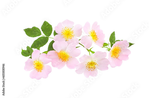 Rosehip flowers with leaf isolated on transparent background. Rosa rubiginosa (sweet briar, sweetbriar rose, sweet brier or eglantine).