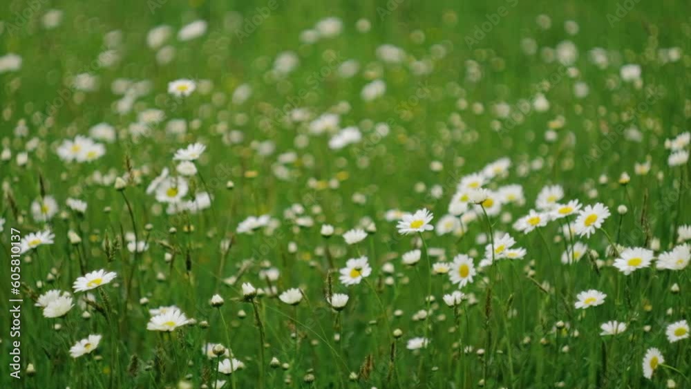 Selective focus of spring beautiful chamomile field. Daisy flowers on calm summer day. White daisies in wind swaying. Concept nature, flowers, biology, fauna, environment, ecosystem. Slow motion