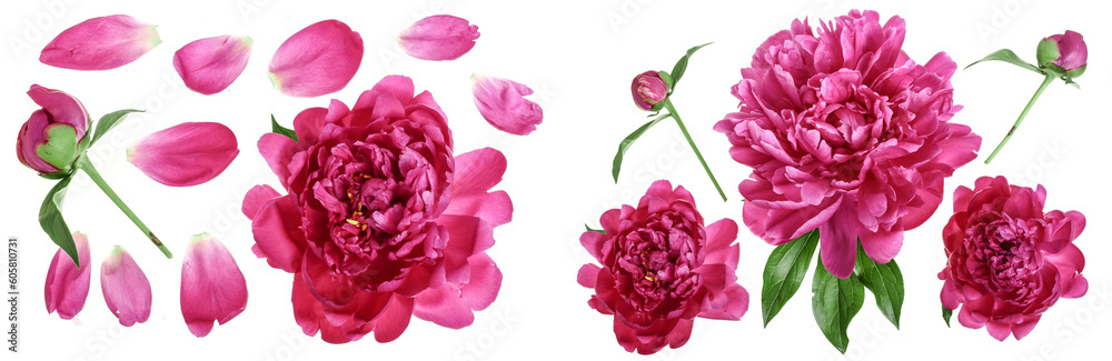 pink peony flower isolated on white background. Top view. Flat lay pattern