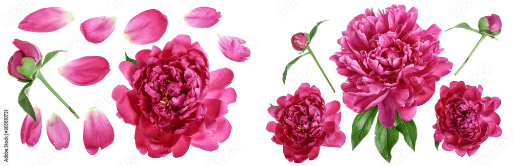 pink peony flower isolated on white background. Top view. Flat lay pattern pink peony flower isolated on white background. Top view. Flat lay pattern