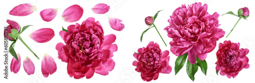 pink peony flower isolated on white background. Top view. Flat lay pattern