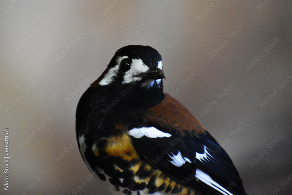 Obraz premium Chestnut-backed thrush exotic bird on perch