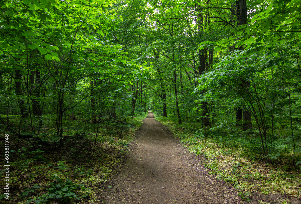 Dirt bike path in a dense forest, leading into a dense dense forest in sunny weather during the day. Wellness, cycling, running, gravel road