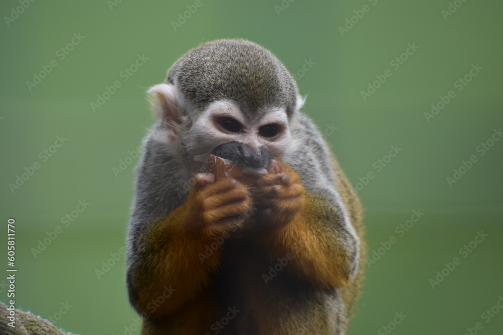 Fototapeta premium Squirrel monkey eating egg green background