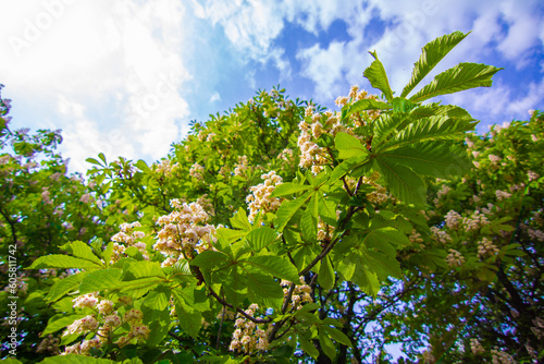 Blooming chestnut trees close-up against the blue sky during the day. Intense colors, flowering tree