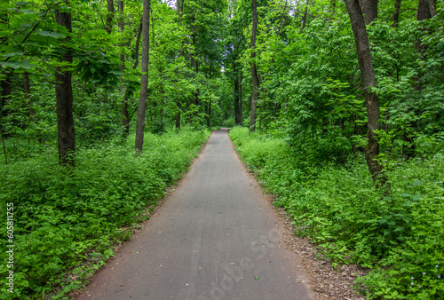 An asphalt bike path in a dense forest, leading into a dense dense forest in sunny weather during the day. Wellness, cycling, running, quality asphalt