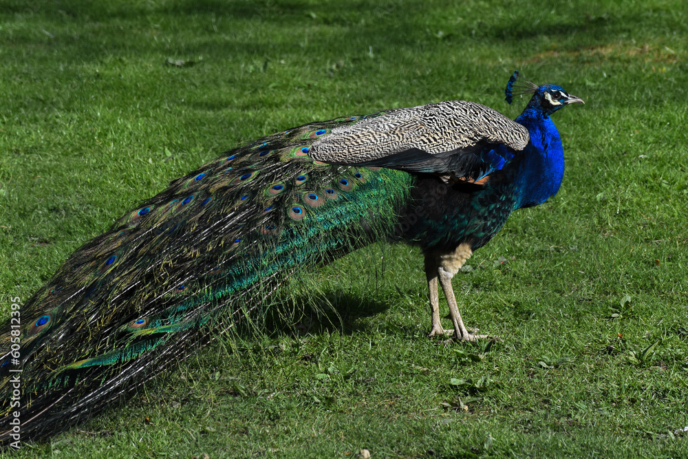 Fototapeta premium peacock exotic bird 