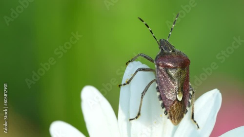 Dolycoris baccarumx, winged insect on daisy in a meadow in spring. photo