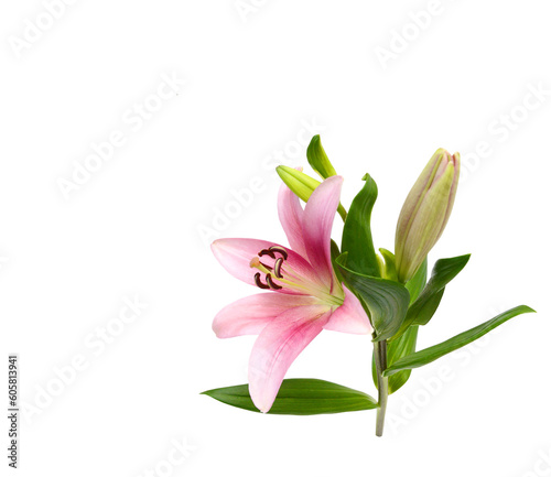Colorful lily flowers on a white background