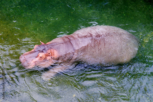 hippopotames 
