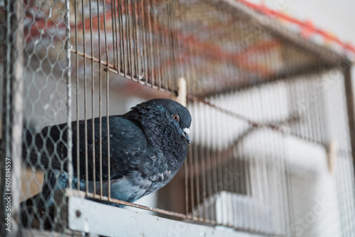 Injured pigeon in an open cage.